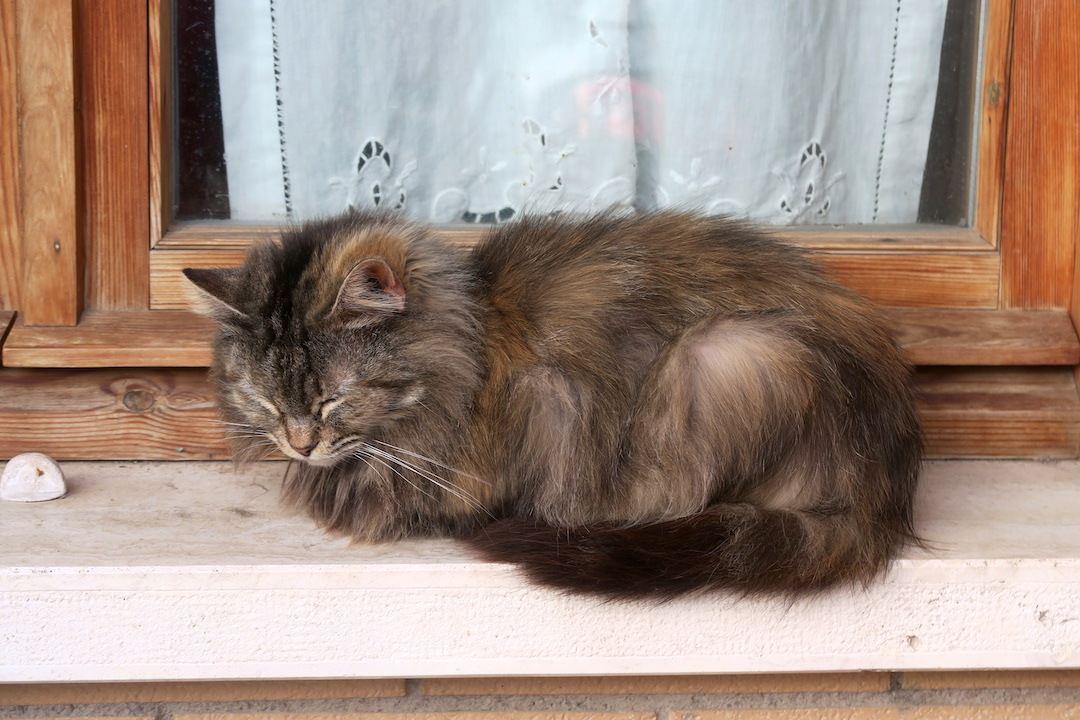 蜂と男はたらき猫の眠る春、外出禁止で庭・畑めぐり_f0234936_714492.jpg