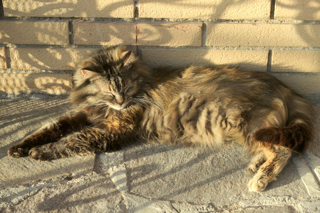 蜂と男はたらき猫の眠る春、外出禁止で庭・畑めぐり_f0234936_7392119.jpg