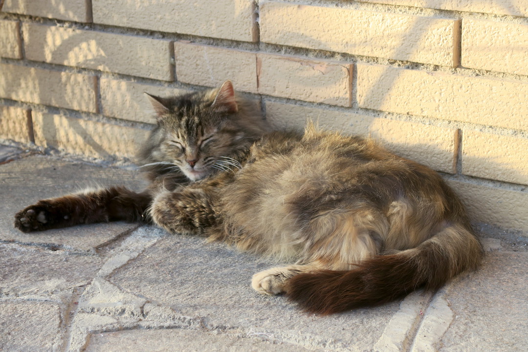 蜂と男はたらき猫の眠る春、外出禁止で庭・畑めぐり_f0234936_747352.jpg