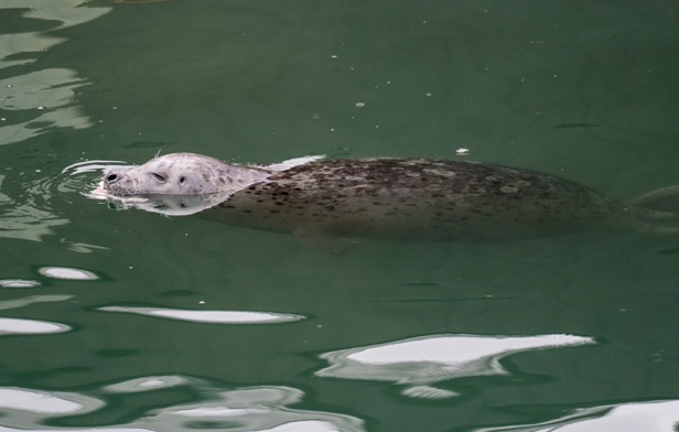 アザラシは、優雅な動物だ_b0135948_07075332.png