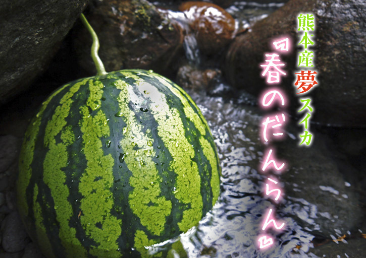 夢スイカ 小玉スイカ「ひとりじめHM」 試し割りの様子と初回出荷日決定!匠の食味へのこだわり!_a0254656_17185323.jpg