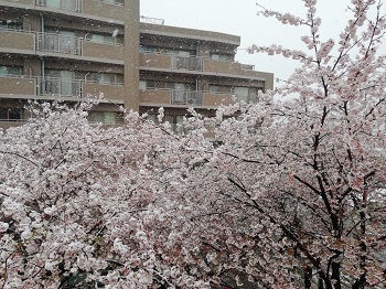 雪_a0061057_1133538.jpg