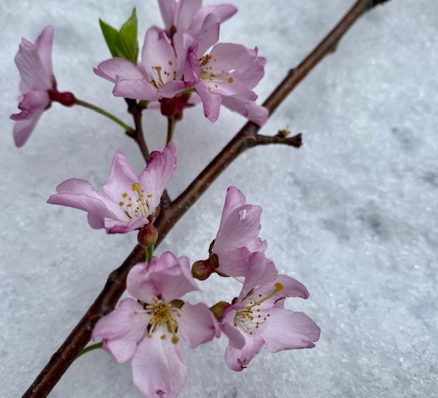 Sakura × Snow    季節外れ_a0165160_21391613.jpg