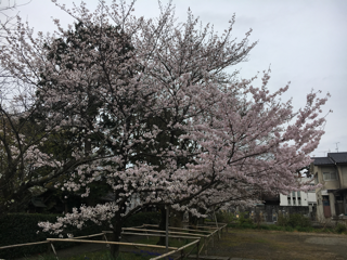 お花見は諦めて_f0363168_17220077.png