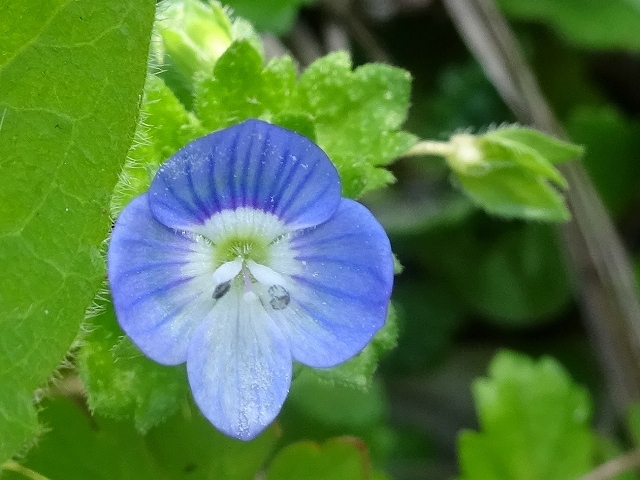 雑草の庭に咲く花 花と葉っぱ