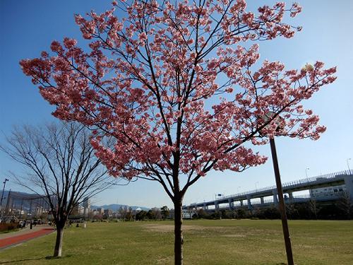 みなとのもり公園のピンクの桜 神戸トピックス
