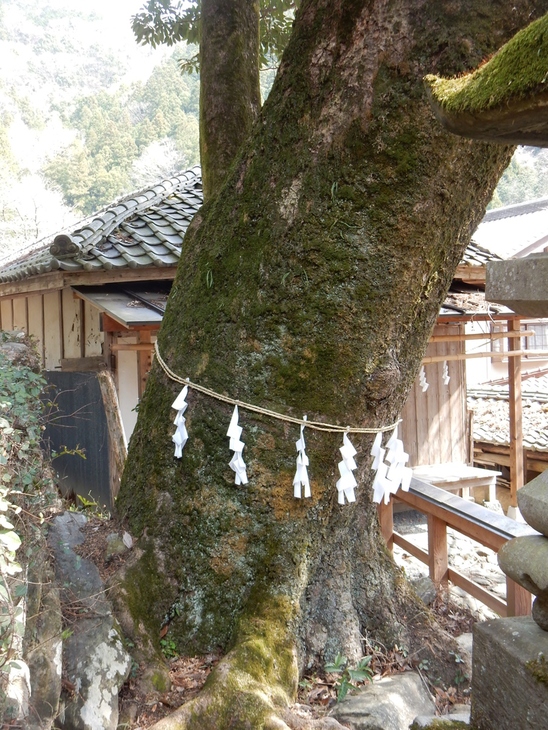 坂本八幡大神社　　埼玉県秩父郡東秩父村_e0342205_0452085.jpg