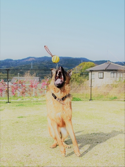 シェパードらしくあれ_d0360206_01225322.jpg