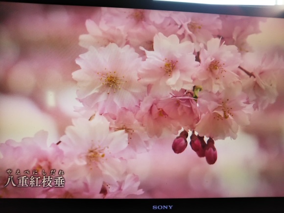 桜をテレビで_f0316507_07331980.jpg