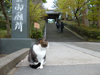 円覚寺の猫 日日日影新聞 Nichi Nichi Hikage Shinbun