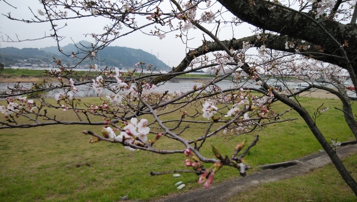 西条市武丈公園の桜5分咲き。花見の宴会は自粛…2020/3/31_f0231709_16550329.jpg