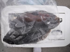 ヒラメ・根魚狙い_f0031613_16025220.jpg