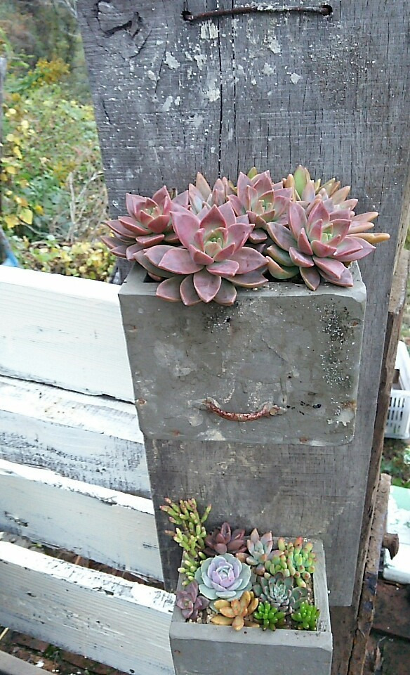 多肉小屋のディスプレイ。 : Kurumisucculent's Blog~くるみの 多肉小屋のディスプレイ。 : Kurumisucculent's Blog~くるみの