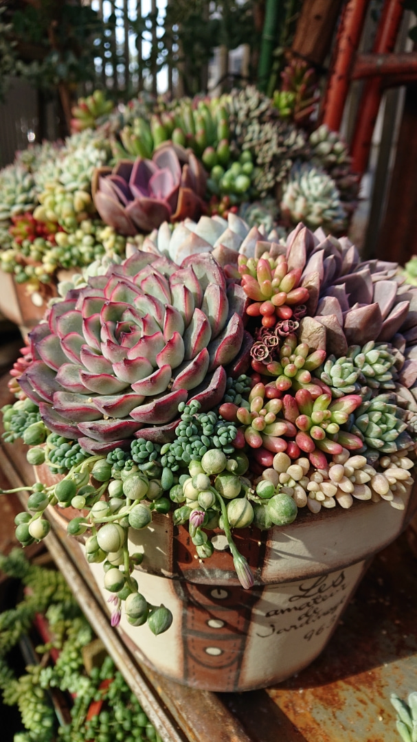 リメ缶 ちまちま寄せ 寄せ植え 多肉植物 何気なく