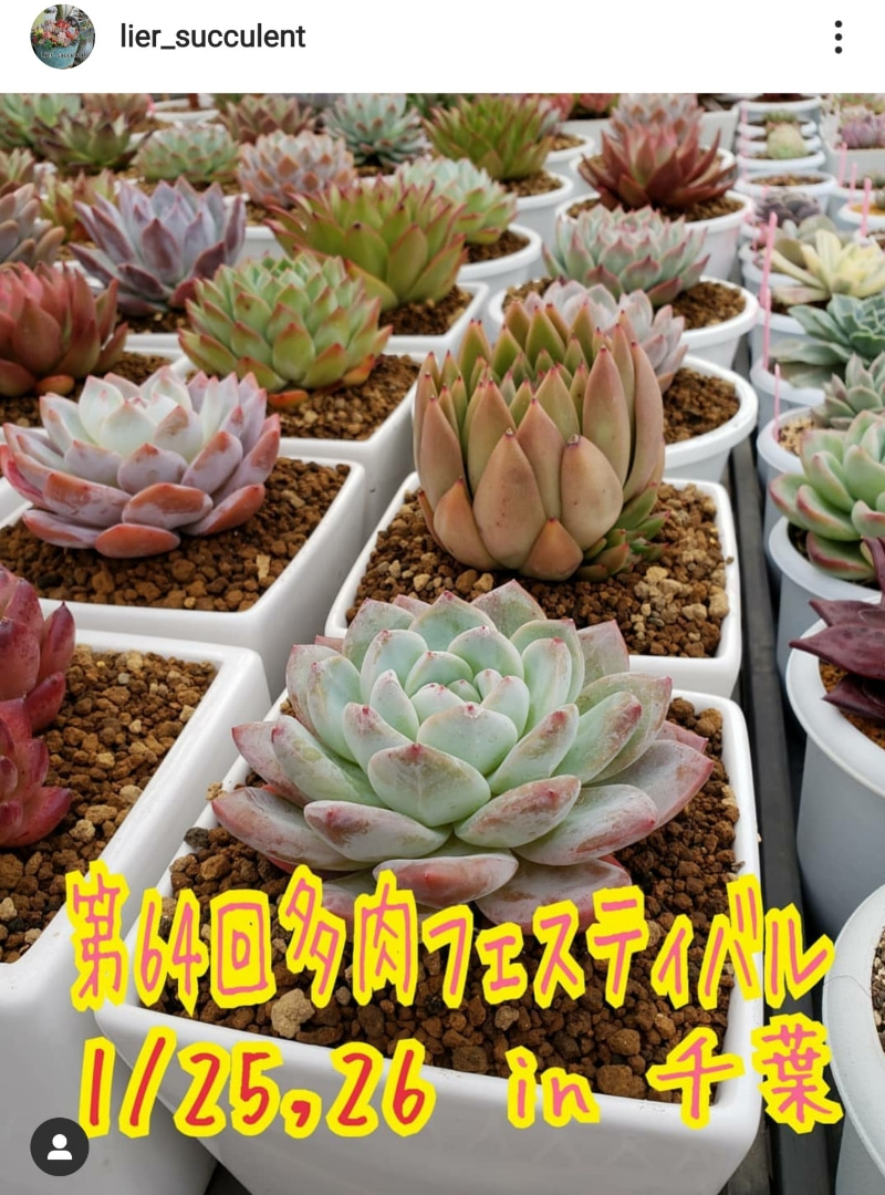 リエール多肉フェスティバルin千葉 Kurumisucculent S Blog くるみのたにく