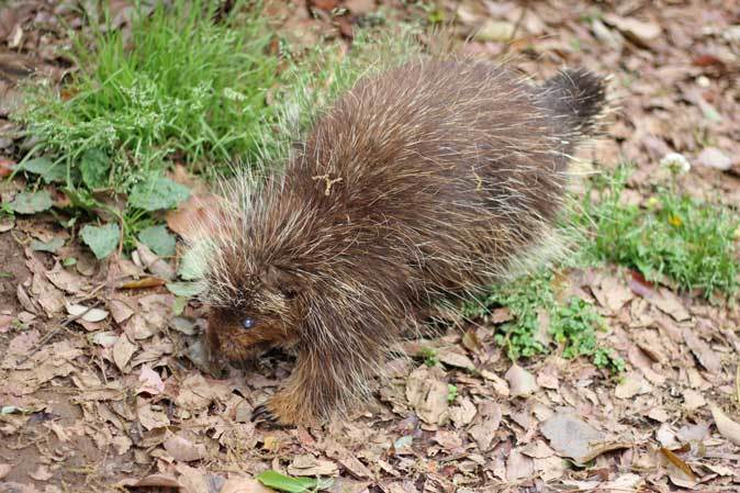 おさんぽカナダヤマアラシと見つめるミーアキャット 埼玉県こども動物自然公園 April 19 続々 動物園ありマス