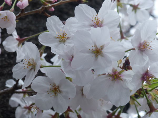 2 川崎 元住吉 桜風景 点描 In One S True Colors 2 川崎 元住吉 桜風景 点描 In One S True Colors