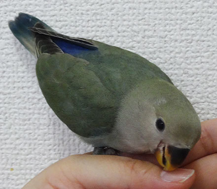 コザクラインコの雛 販売中 コザクラインコ東京 コザクラインコの雛 販売中 コザクラインコ東京
