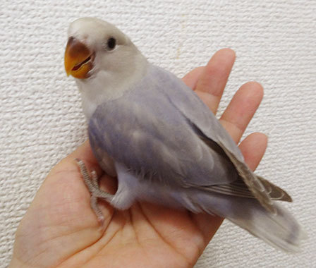 コザクラインコの雛 販売中 コザクラインコ東京 東京都足立区 北綾瀬