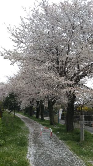 桜吹雪に送られて_c0155326_18351426.jpg