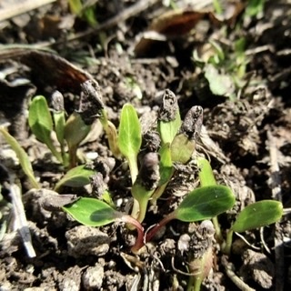 ヘレボルスのこぼれ種の発芽から想像する有毒植物たちも点在する庭 い ろ は の か な ん ヘレボルスのこぼれ種の発芽から想像する有毒植物たちも点在する庭 い ろ は の か な ん