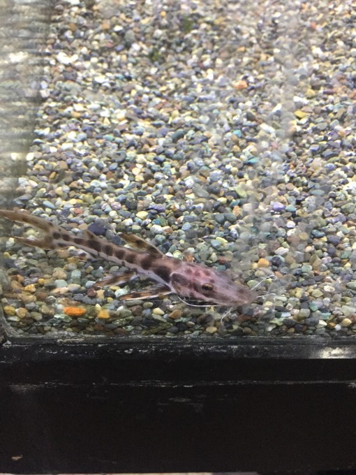 最新入荷情報&オールインワン水槽 : 熱帯魚のペンギン村 お店情報