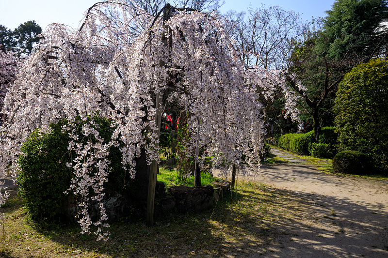 Opening！2020桜咲く京都　長建寺のしだれ桜_f0155048_2345512.jpg