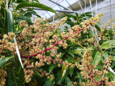 完熟アップルマンゴー マンゴーの花!25年目を迎える今年も惜しまぬ手間ひまで花芽を全て吊って育てます!_a0254656_17203767.jpg