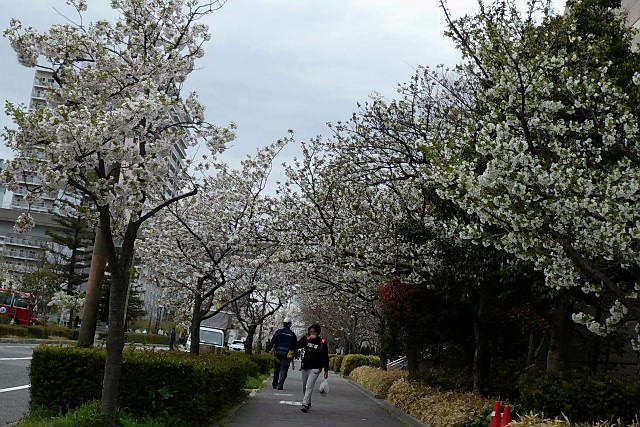 満開の大島桜、フリージア、独逸菖蒲、チューリップ_a0030958_23143039.jpg