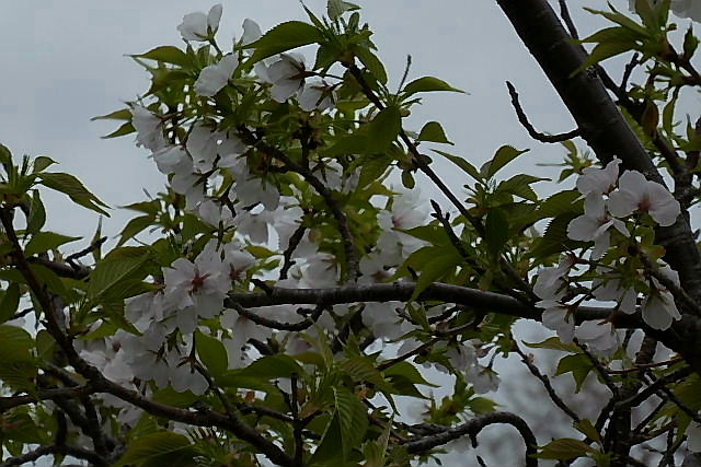 満開の大島桜、フリージア、独逸菖蒲、チューリップ_a0030958_2316547.jpg