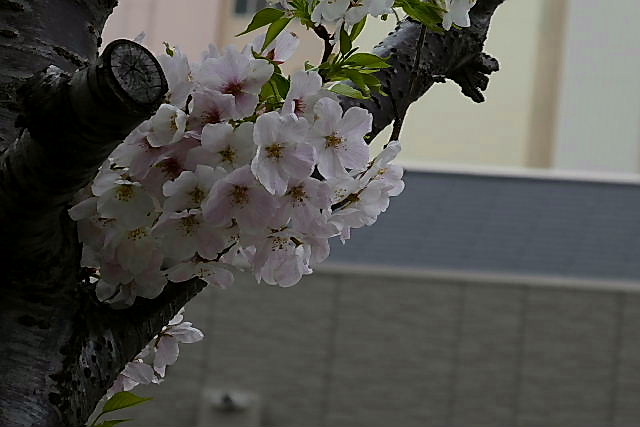 満開の大島桜、フリージア、独逸菖蒲、チューリップ_a0030958_23172522.jpg