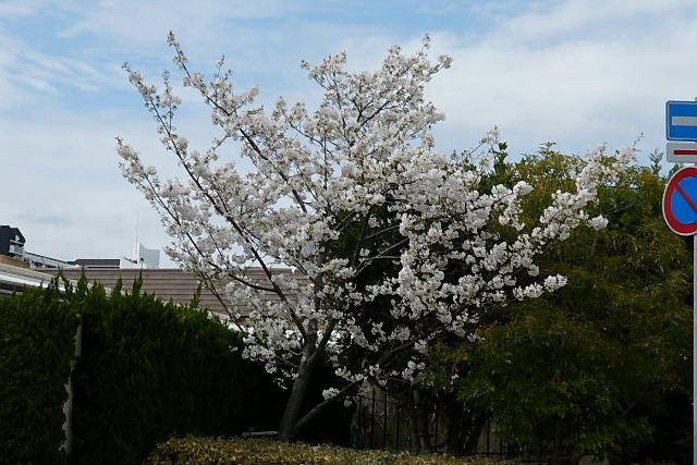 満開の大島桜、フリージア、独逸菖蒲、チューリップ_a0030958_23241431.jpg