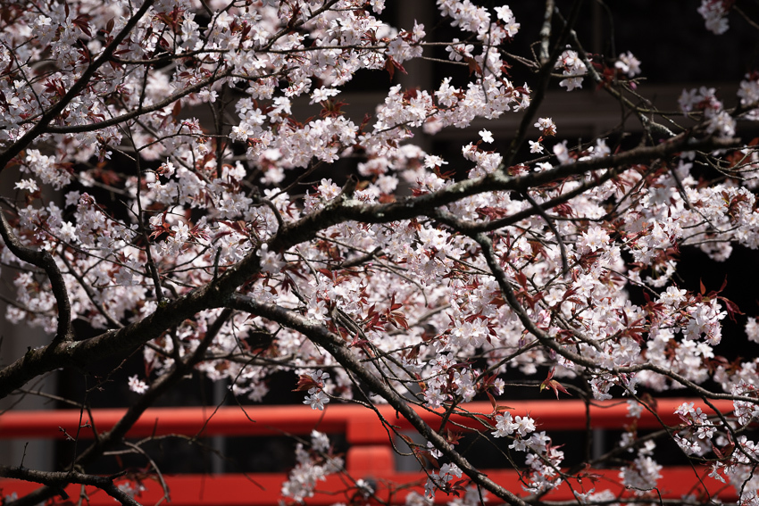 今年の桜は少し淋しそう　-2-_e0344066_21594735.jpg