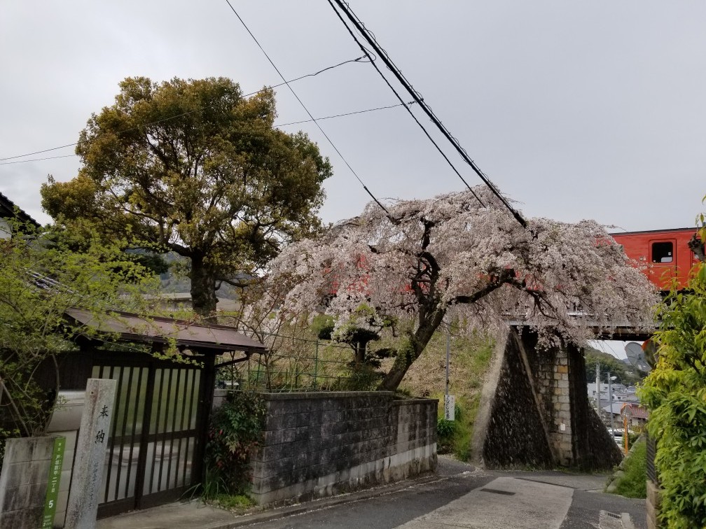 桜と列車_c0226871_22553540.jpg