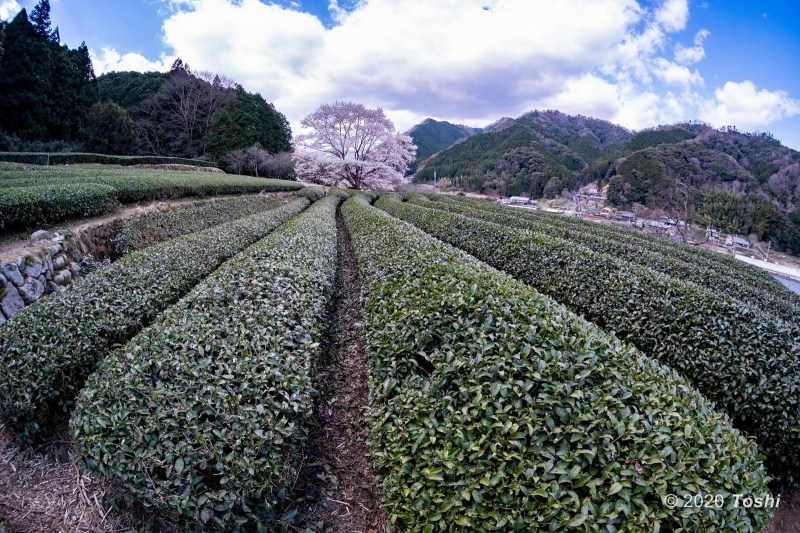 美杉の桜_c0350572_12195671.jpg