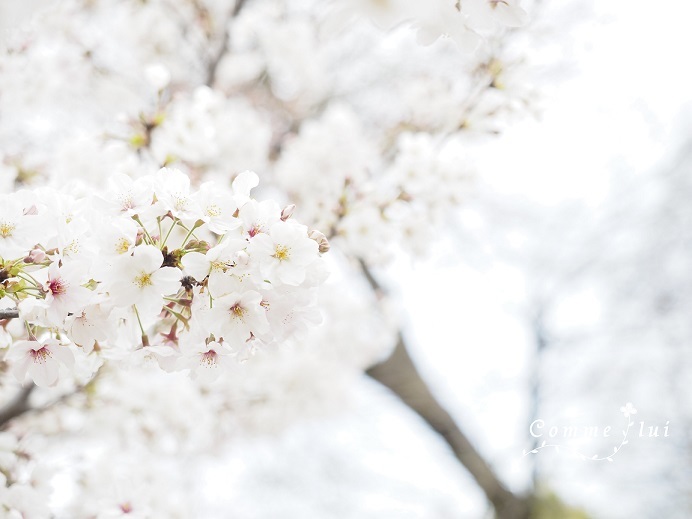 sakura2020_a0192475_15365255.jpg