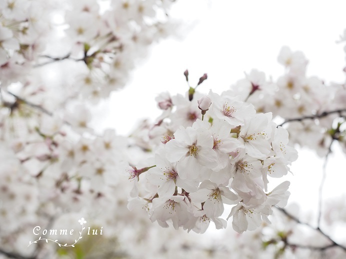 sakura2020_a0192475_15380209.jpg