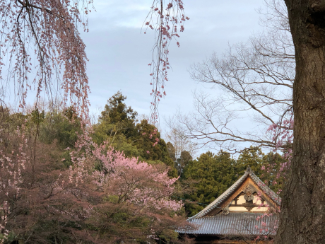 注射とお花見_e0355177_18305869.jpg