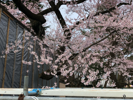 注射とお花見_e0355177_18310097.jpg
