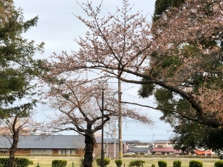 注射とお花見_e0355177_18310280.jpg
