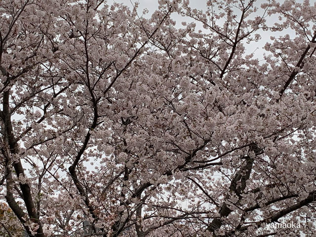 せまいふらんす堂内を小走りで、、、_f0071480_16450020.jpg