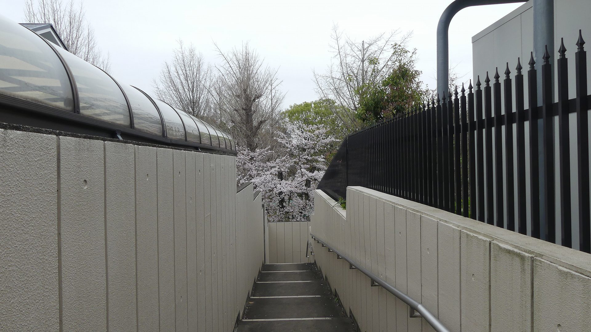 名残の桜_a0185081_14150040.jpg