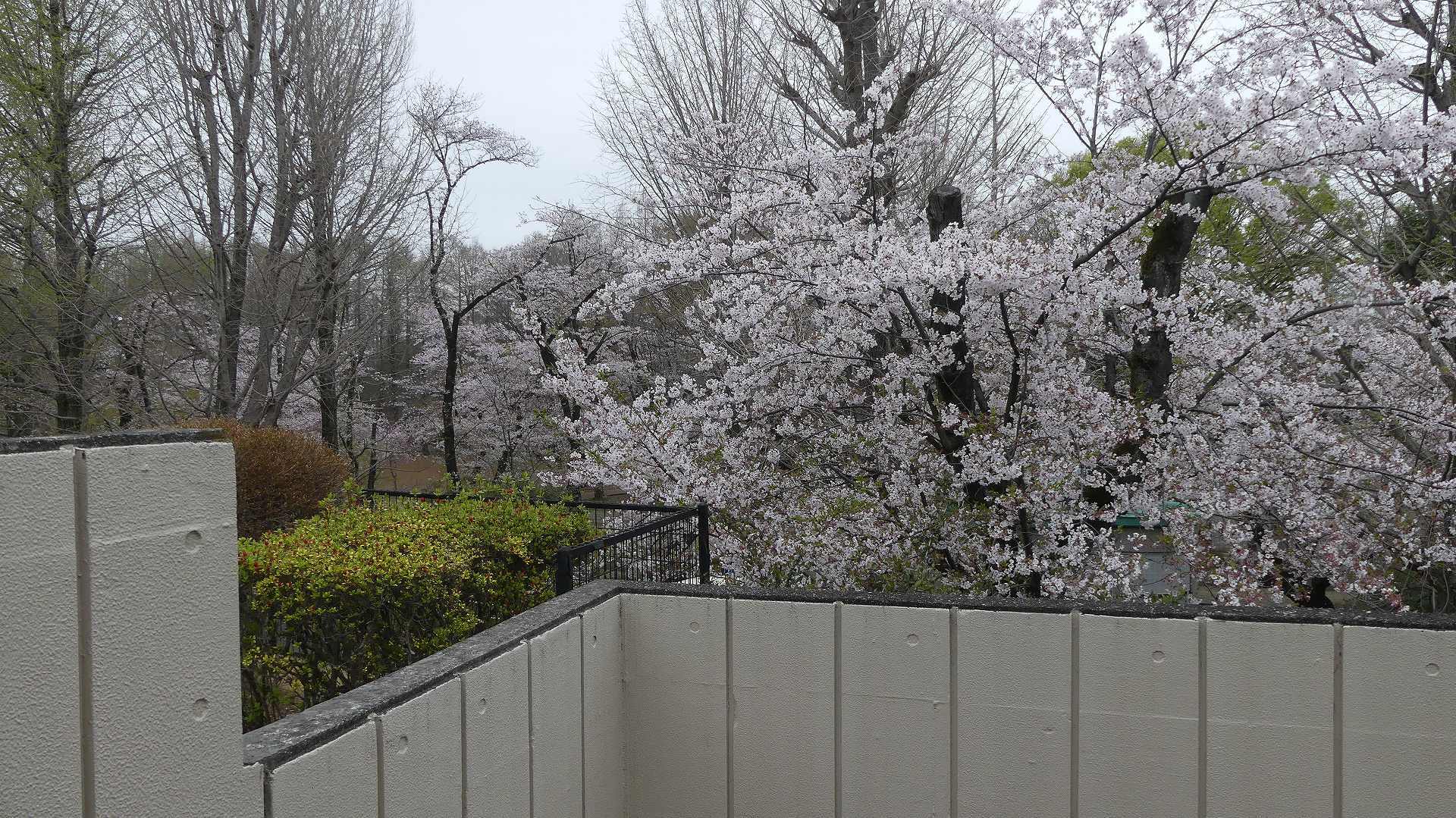 名残の桜_a0185081_14151722.jpg