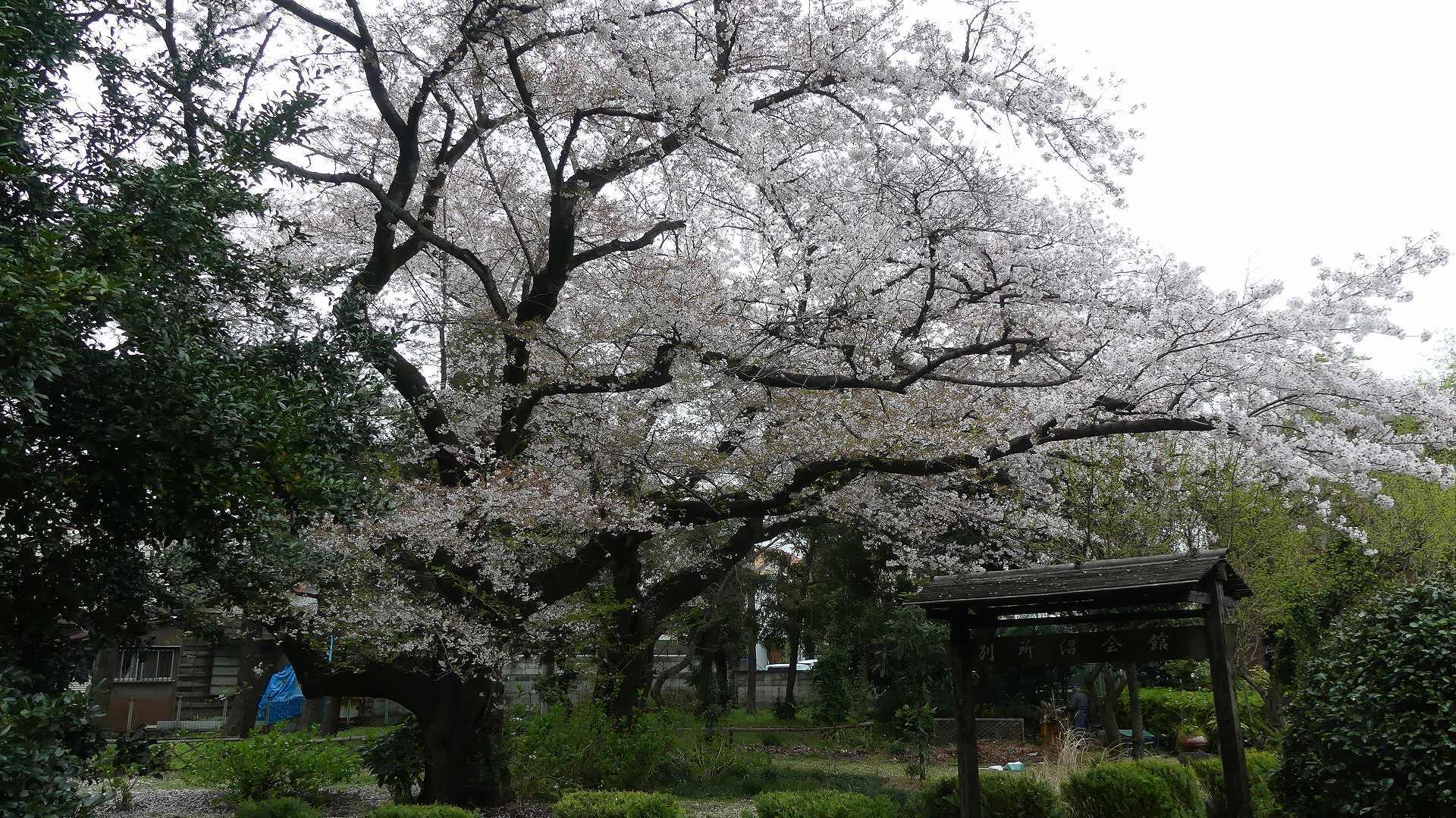 名残の桜_a0185081_14160853.jpg
