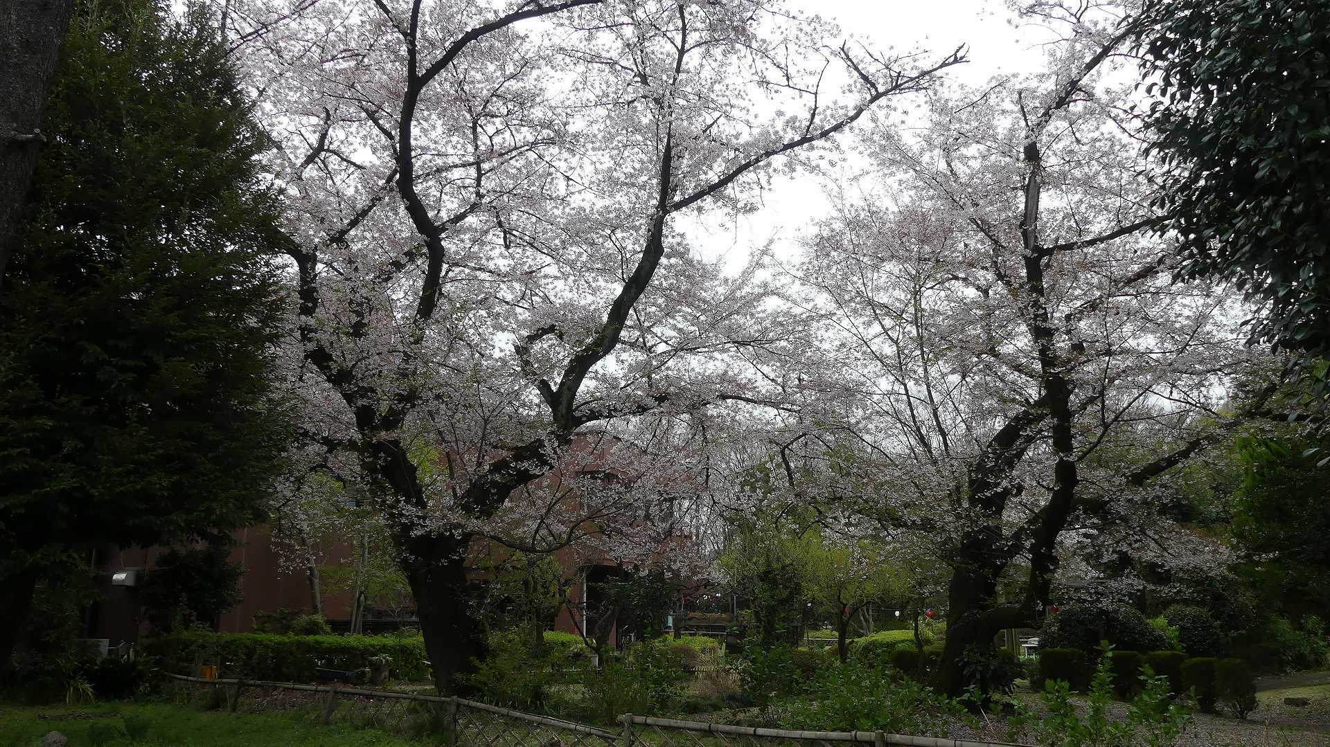 名残の桜_a0185081_14164027.jpg