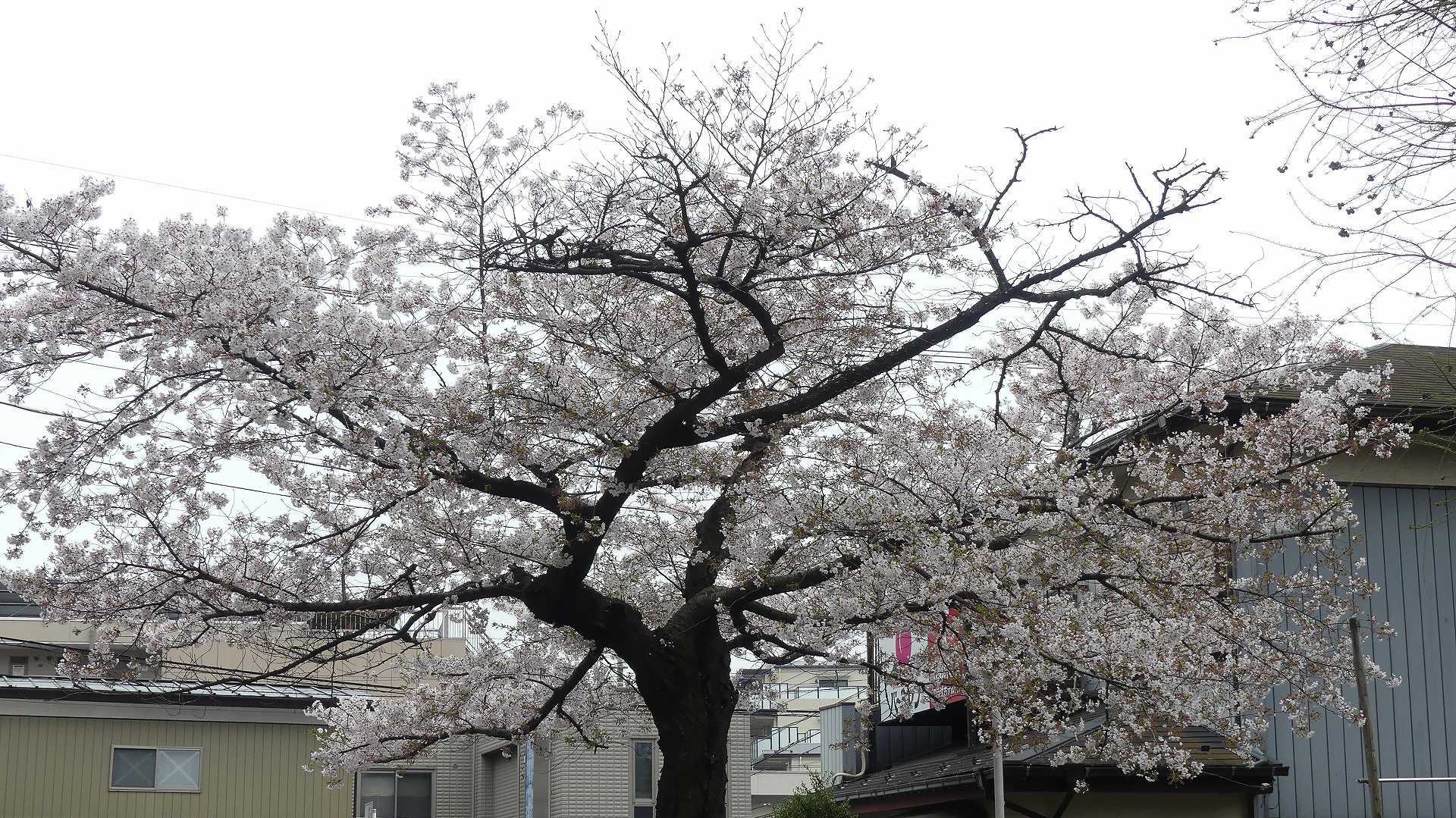 名残の桜_a0185081_14165899.jpg