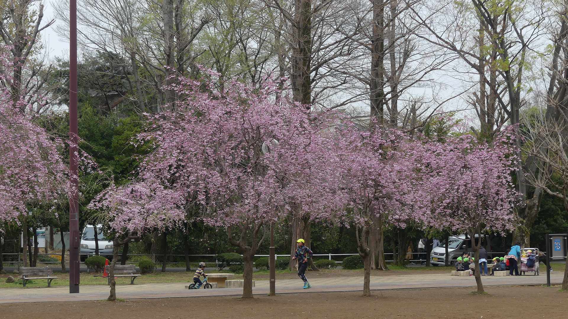 名残の桜_a0185081_14174031.jpg