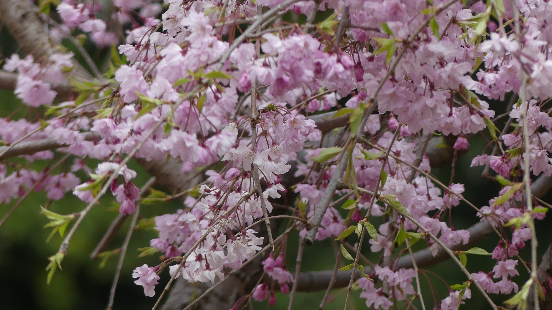 名残の桜_a0185081_14181657.jpg