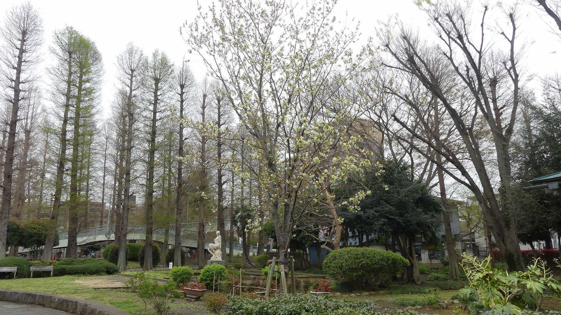 名残の桜_a0185081_14184365.jpg