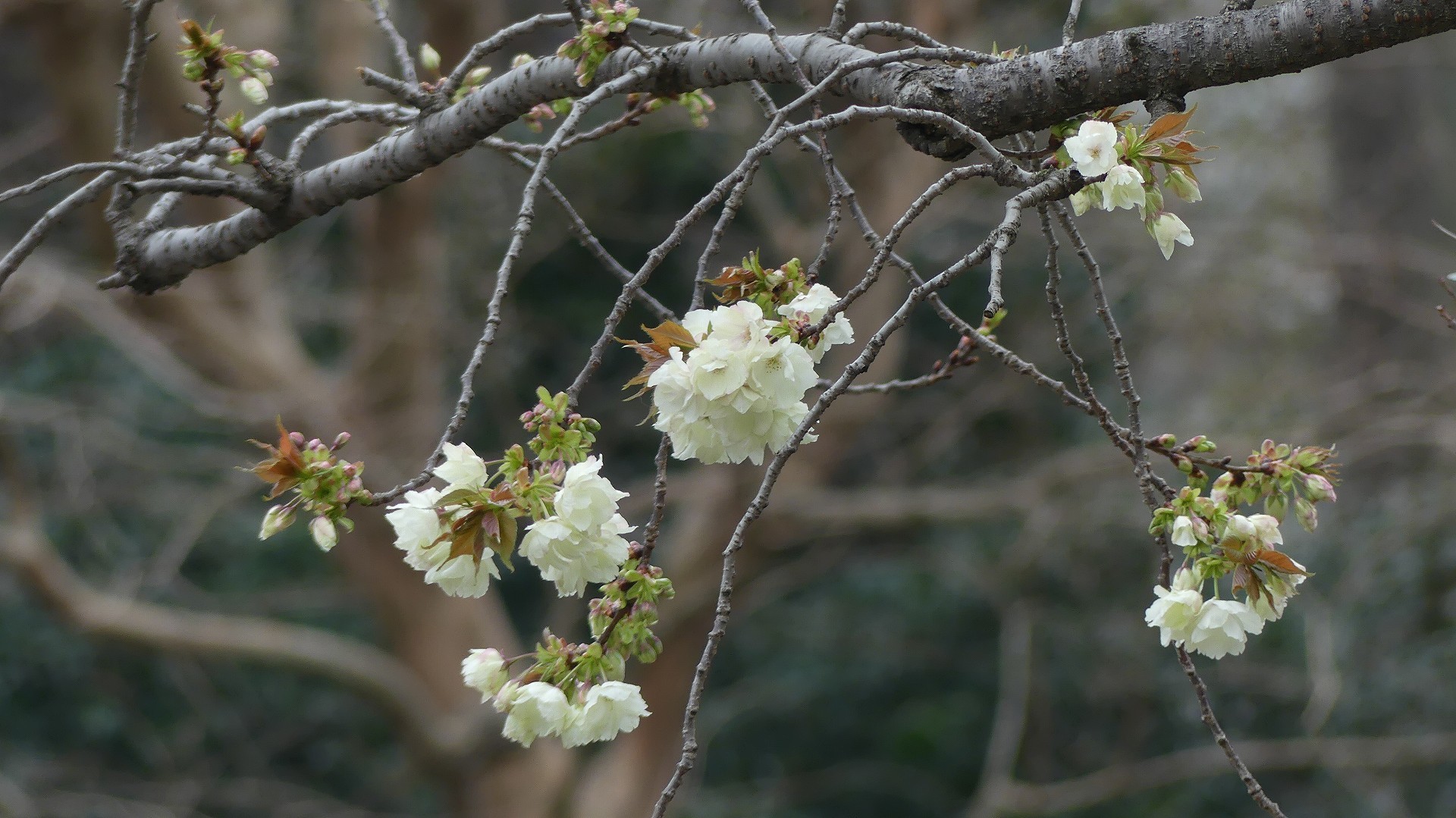 名残の桜_a0185081_14201360.jpg